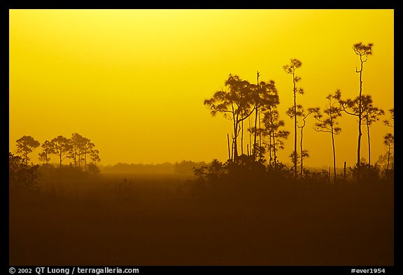 Slash pines in fog near Mahogany Hammock, sunrise. Everglades National Park (color)