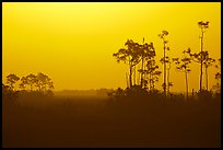 Slash pines in fog near Mahogany Hammock, sunrise. Everglades National Park, Florida, USA. (color)