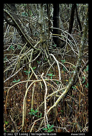 Red and black  mangroves. Everglades  National Park