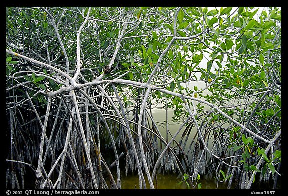 Red mangroves (Rhizophora mangle) on West Lake. Everglades National Park (color)