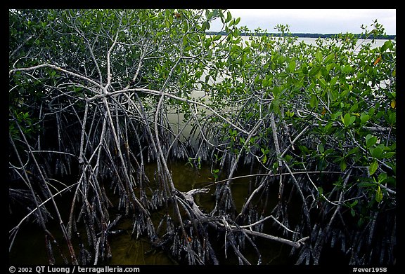 Red mangroves on West Lake. Everglades  National Park