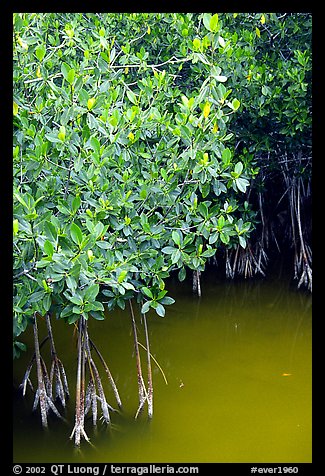 Detail of mangroves shrubs and colored water. Everglades National Park (color)