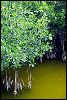 Detail of mangroves shrubs and colored water. Everglades National Park, Florida, USA.