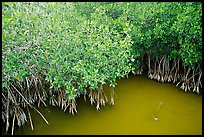 Red Mangroves gives swamp water a red color. Everglades National Park, Florida, USA. (color)