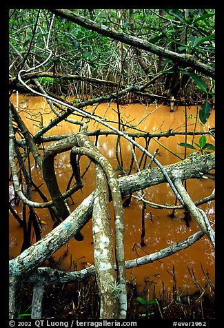 Mangroves giving the water a red color, Snake Bight trail. Everglades National Park, Florida, USA.