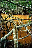 Mangroves giving the water a red color, Snake Bight trail. Everglades National Park ( color)