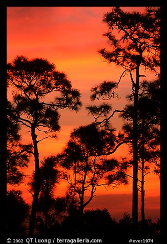 Slash pines against bright sunrise sky. Everglades National Park (color)