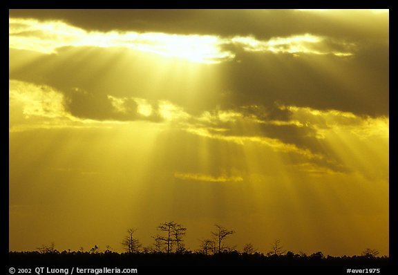 Cypress and sun rays, sunrise, near Pa-hay-okee. Everglades National Park, Florida, USA.