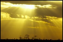 Cypress and sun rays, sunrise, near Pa-hay-okee. Everglades National Park, Florida, USA. (color)