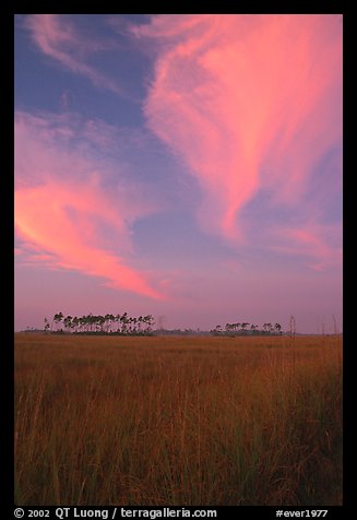 Sawgrass prairie, pines, and clouds at sunrise, near Mahogany Hammock. Everglades National Park, Florida, USA.