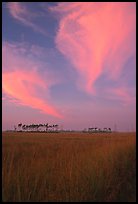 Sawgrass prairie, pines, and clouds at sunrise, near Mahogany Hammock. Everglades National Park, Florida, USA. (color)