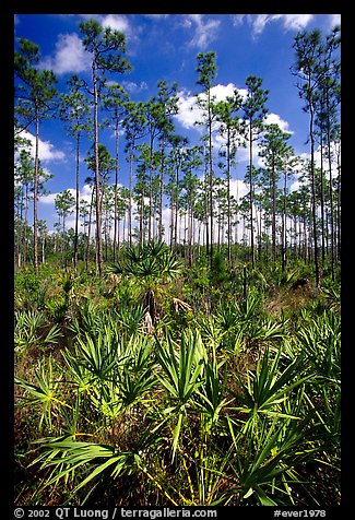 Slash pines and saw-palmetttos, remnants of Florida's flatwoods. Everglades  National Park