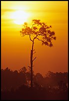 Slash pine and sun. Everglades National Park, Florida, USA.