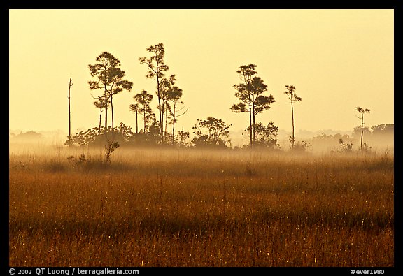 Pineland environment at sunrise, near Mahogany Hammock. Everglades National Park, Florida, USA.