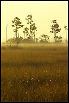 Slash pine trees, sawgrass prairie and fog at sunrise. Everglades National Park, Florida, USA. (color)