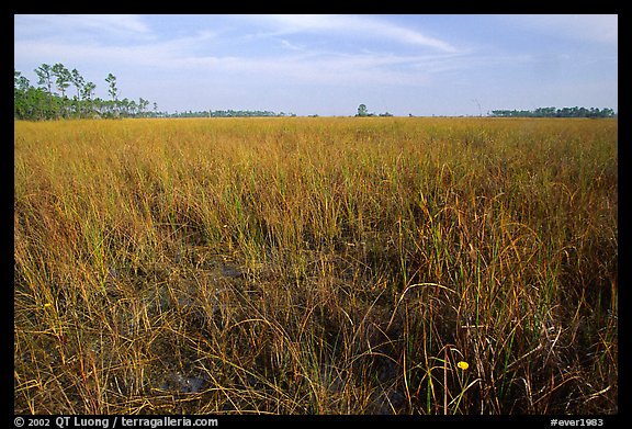 Yellow flower, sawgrass prairie and pines near Mahogany Hammock. Everglades  National Park