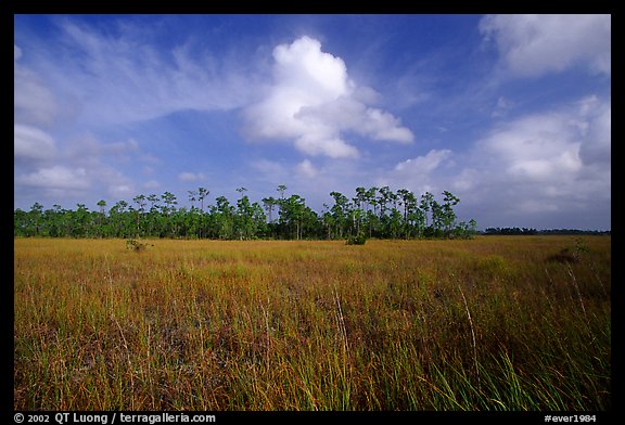 Sawgrass prairie and slash pines near Mahogany Hammock. Everglades National Park (color)
