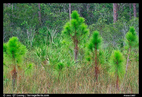 Young pines. Everglades National Park (color)