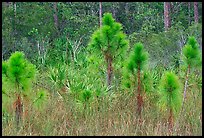 Young pines. Everglades National Park, Florida, USA.
