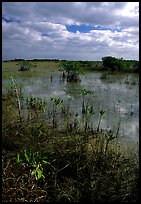 Predominantly freshwater swamp with mangrove shrubs, morning. Everglades National Park, Florida, USA.