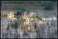 Grasses and Mangroves with sky reflections, sunrise. Everglades National Park ( color)