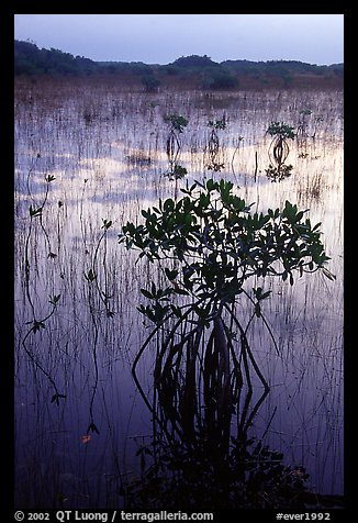 Mangroves several miles inland near Parautis pond, sunrise. Everglades National Park, Florida, USA.