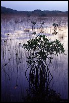 Mangroves several miles inland near Parautis pond, sunrise. Everglades National Park, Florida, USA.