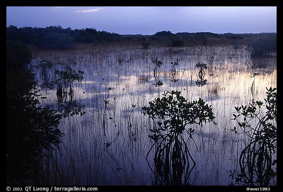 Mangroves several miles inland near Parautis pond, sunrise. Everglades  National Park