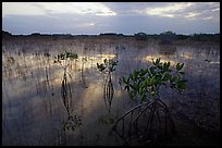 Red Mangroves (scientific name: Rhizophora mangle) at sunrise. Everglades National Park, Florida, USA.