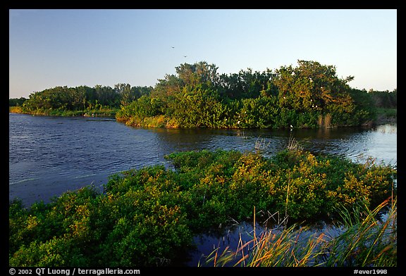Eco pond with birds in distant trees, evening. Everglades National Park (color)