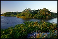 Eco pond with birds in distant trees, evening. Everglades National Park, Florida, USA.