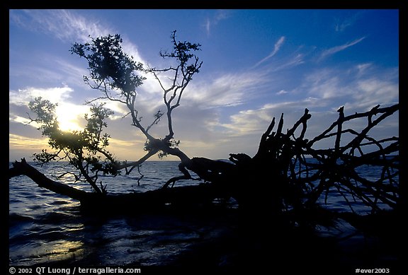 Fallen mangrove tree in Florida Bay, sunrise. Everglades National Park (color)