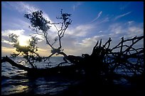 Fallen mangrove tree in Florida Bay, sunrise. Everglades National Park, Florida, USA. (color)