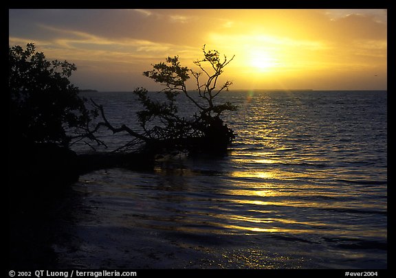 Fallen mangrove tree in Florida Bay, sunrise. Everglades  National Park