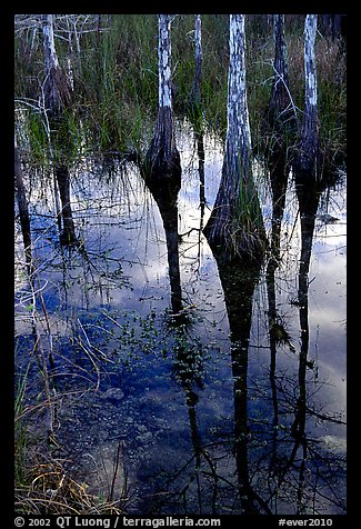 Pond Cypress reflections near Pa-hay-okee. Everglades National Park, Florida, USA.