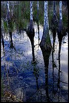 Pond Cypress reflections near Pa-hay-okee. Everglades National Park, Florida, USA.