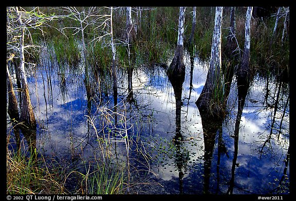 Cypress reflexions near Pa-hay-okee. Everglades  National Park