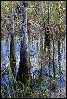 Cypress (Taxodium ascendens) and sawgrass (Cladium jamaicense), morning. Everglades National Park, Florida, USA.
