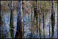 Cypress and sawgrass close-up near Pa-hay-okee, morning. Everglades National Park, Florida, USA.