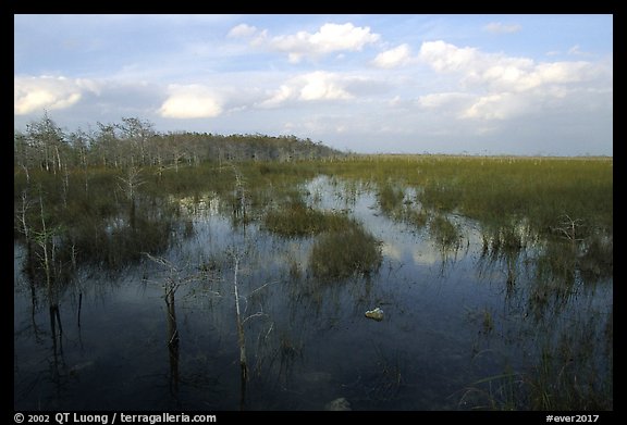 Cypress and sawgrass near Pa-hay-okee, evening. Everglades  National Park