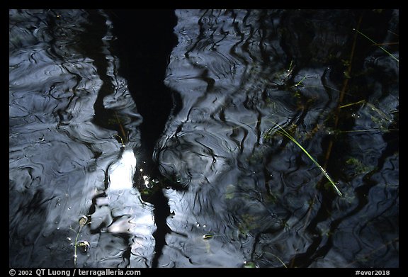 Reflection in black water of a cypress dome. Everglades National Park, Florida, USA.