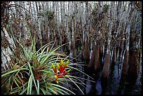 Bromeliad and cypress inside a dome. Everglades National Park, Florida, USA. (color)