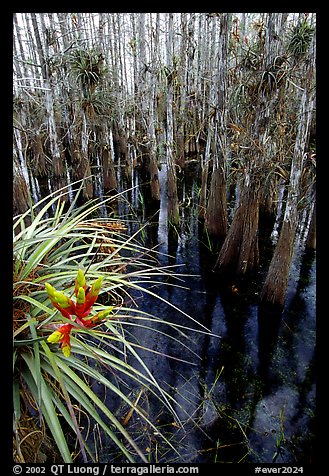 Cypress dome with bromeliad and cypress trees. Everglades National Park, Florida, USA.