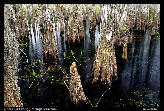 Cypress knees and trunks. Everglades National Park, Florida, USA.
