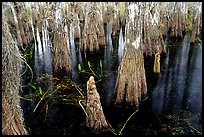 Cypress knees and trunks. Everglades National Park ( color)