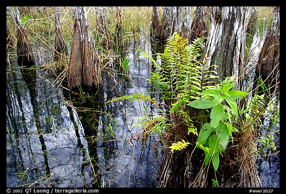 Swamp Ferns (Blechnum serrulatum) on cypress. Everglades National Park, Florida, USA.