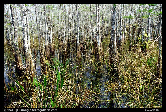 Bald cypress (Taxodium distichum). Everglades National Park, Florida, USA.