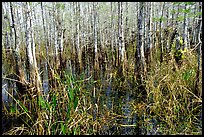Bald cypress (Taxodium distichum). Everglades National Park ( color)