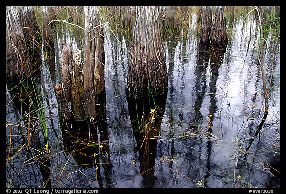 Yellow flowers, sawgrass and cypress. Everglades National Park (color)