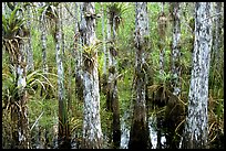 Bromeliad and cypress inside a dome. Everglades National Park ( color)